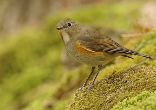 【未使用】ニンナ トトナカ VAA852KNF - 室内ドア - 製品品番 - DAIKEN