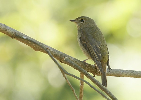 キビタキ♀ (3)