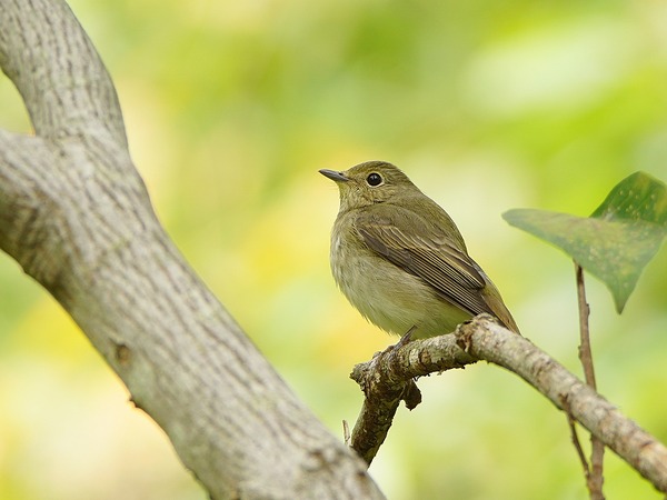 キビタキ ♀ (1)