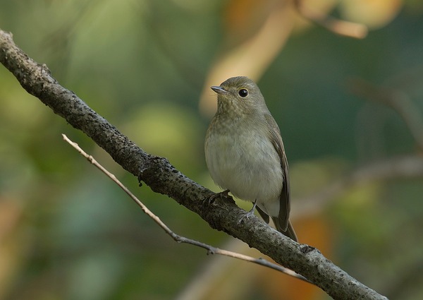 キビタキ♀ (11)