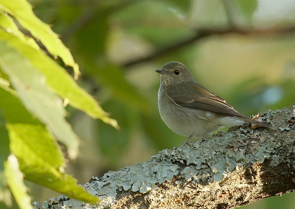 キビタキ♀ (17)