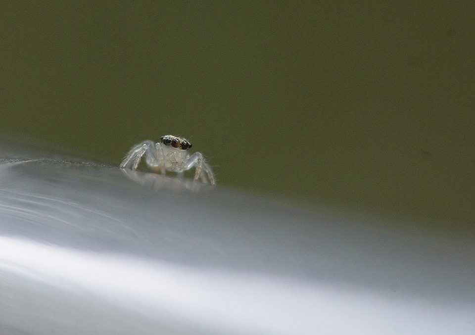お昼休みのカメラ散歩より ジャンピングスパイダー Birdpapaの鳥遊録