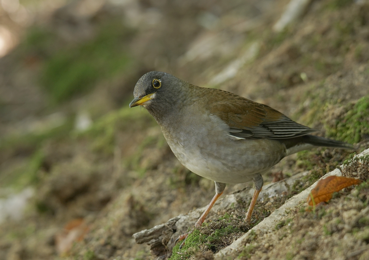 奈良で野鳥探し お山・公園 ~ クロジ・シロハラ・ジョウビタキ ~ : birdpapaの鳥遊録Ⅱ
