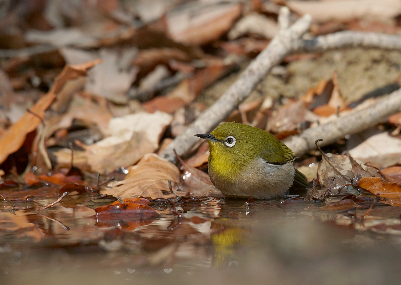 奈良で野鳥探し お山 メジロ ルリビタキ Birdpapaの鳥遊録