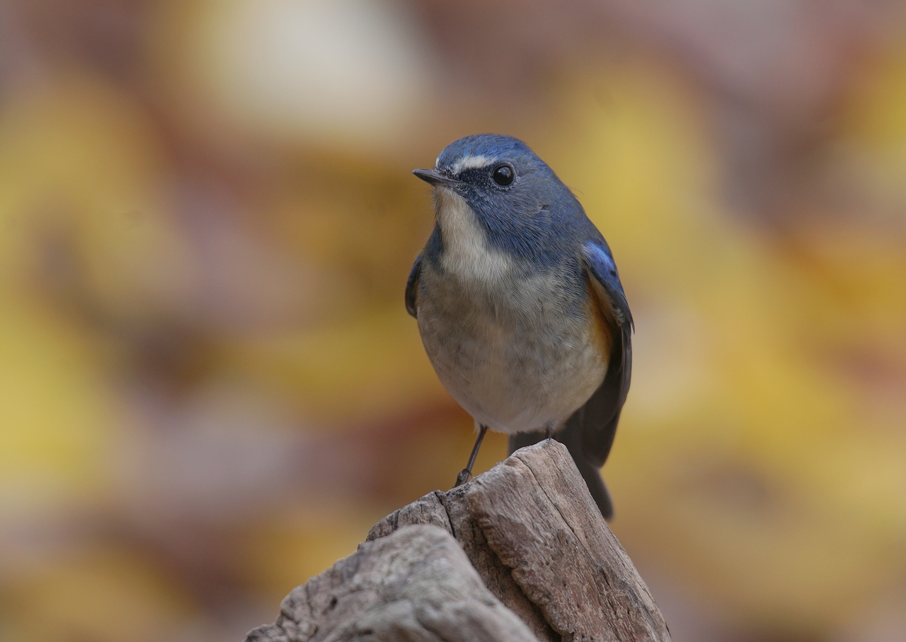 奈良で野鳥探し お山 ～ ルリビタキ♂ ～ : birdpapaの鳥遊録Ⅱ