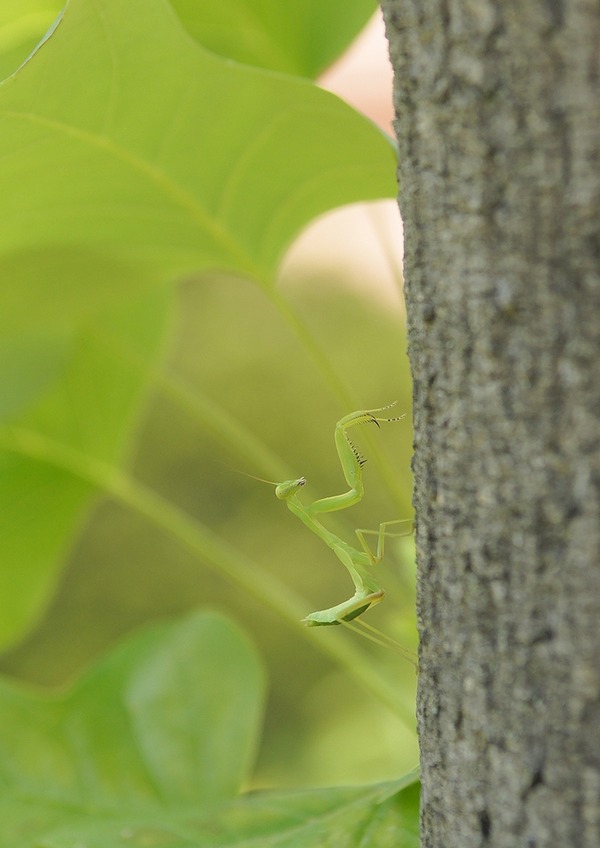 カマキリ (1)