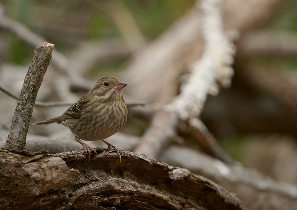 鳥小