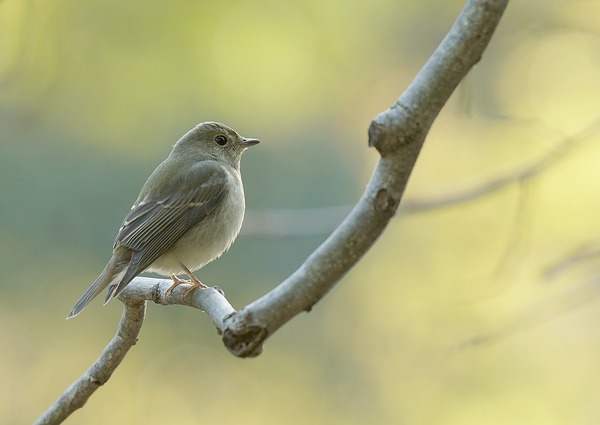 キビタキ♀ (13)