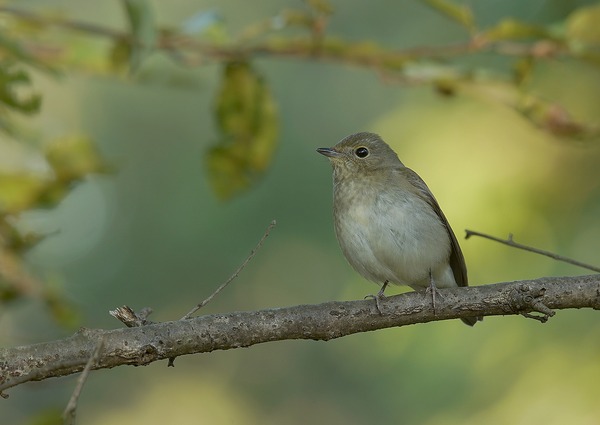 キビタキ♀ (3)