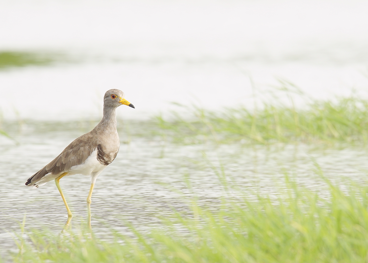 奈良で野鳥探し 田園 ~ タカブシギ・ケリ ~ : birdpapaの鳥遊録Ⅱ