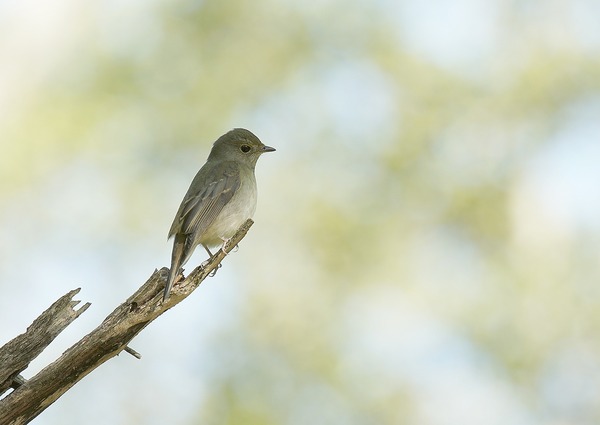 キビタキ♀ (9)