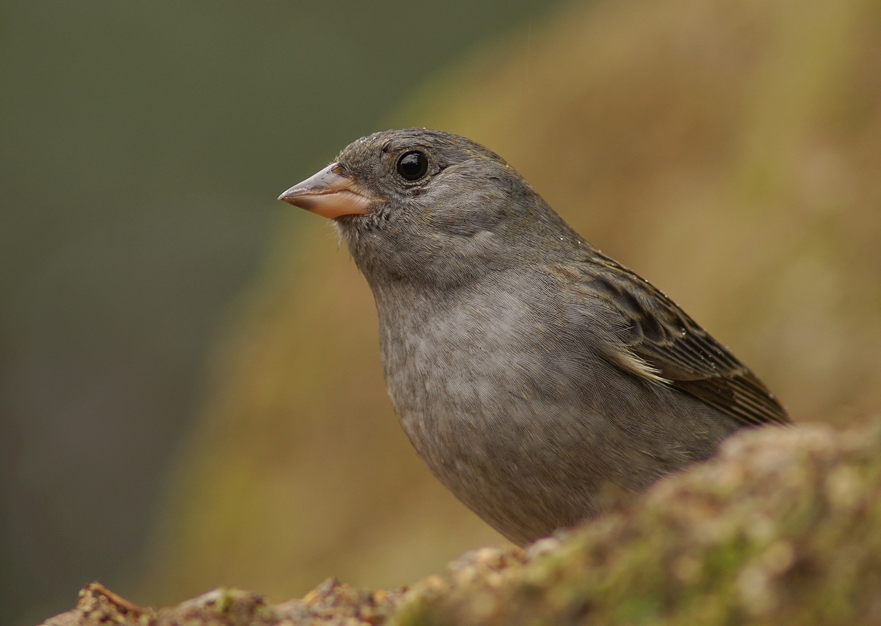 奈良で野鳥探し お山 クロジ Birdpapaの鳥遊録