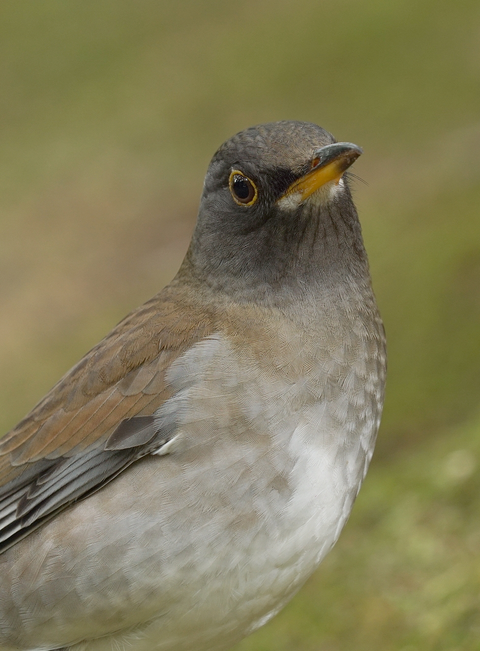 奈良で野鳥探し お山→公園 ~ クロジ・ルリビタキ・シロハラ・ジョウビタキ ~ : birdpapaの鳥遊録Ⅱ