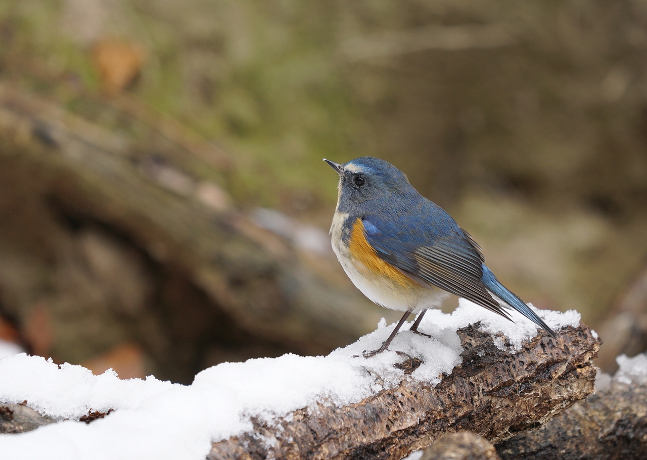 奈良で野鳥探し お山 ～ ルリビタキ ～ : birdpapaの鳥遊録Ⅱ