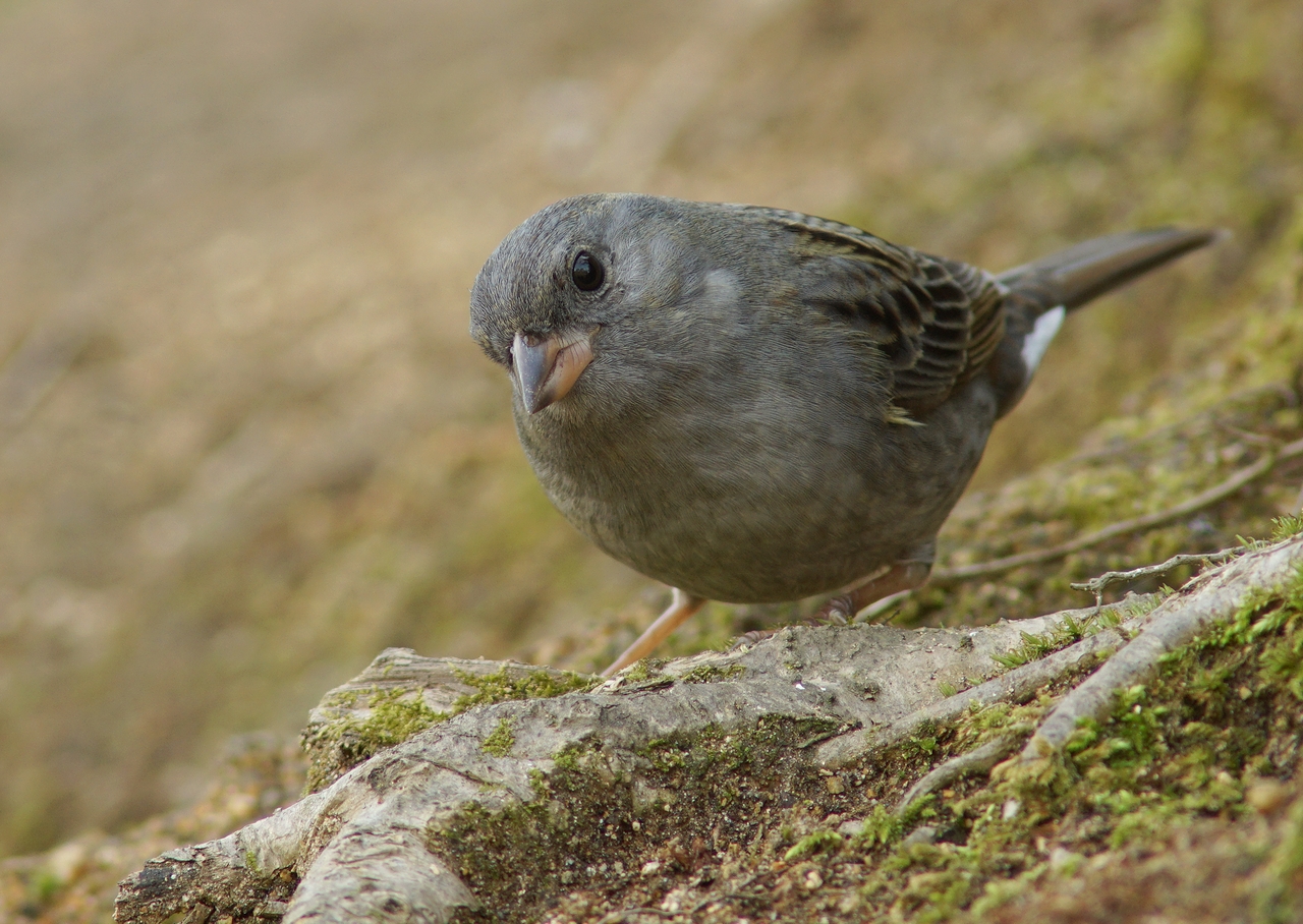 奈良で野鳥探し お山 クロジ Birdpapaの鳥遊録