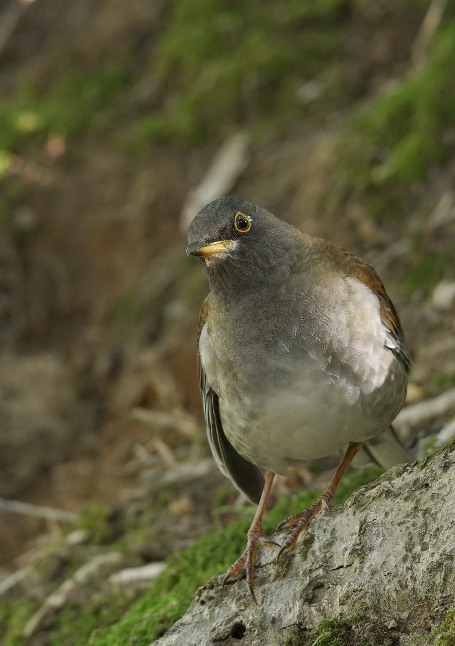 奈良で野鳥探し お山・公園 ~ クロジ・シロハラ・ジョウビタキ ~ : birdpapaの鳥遊録Ⅱ