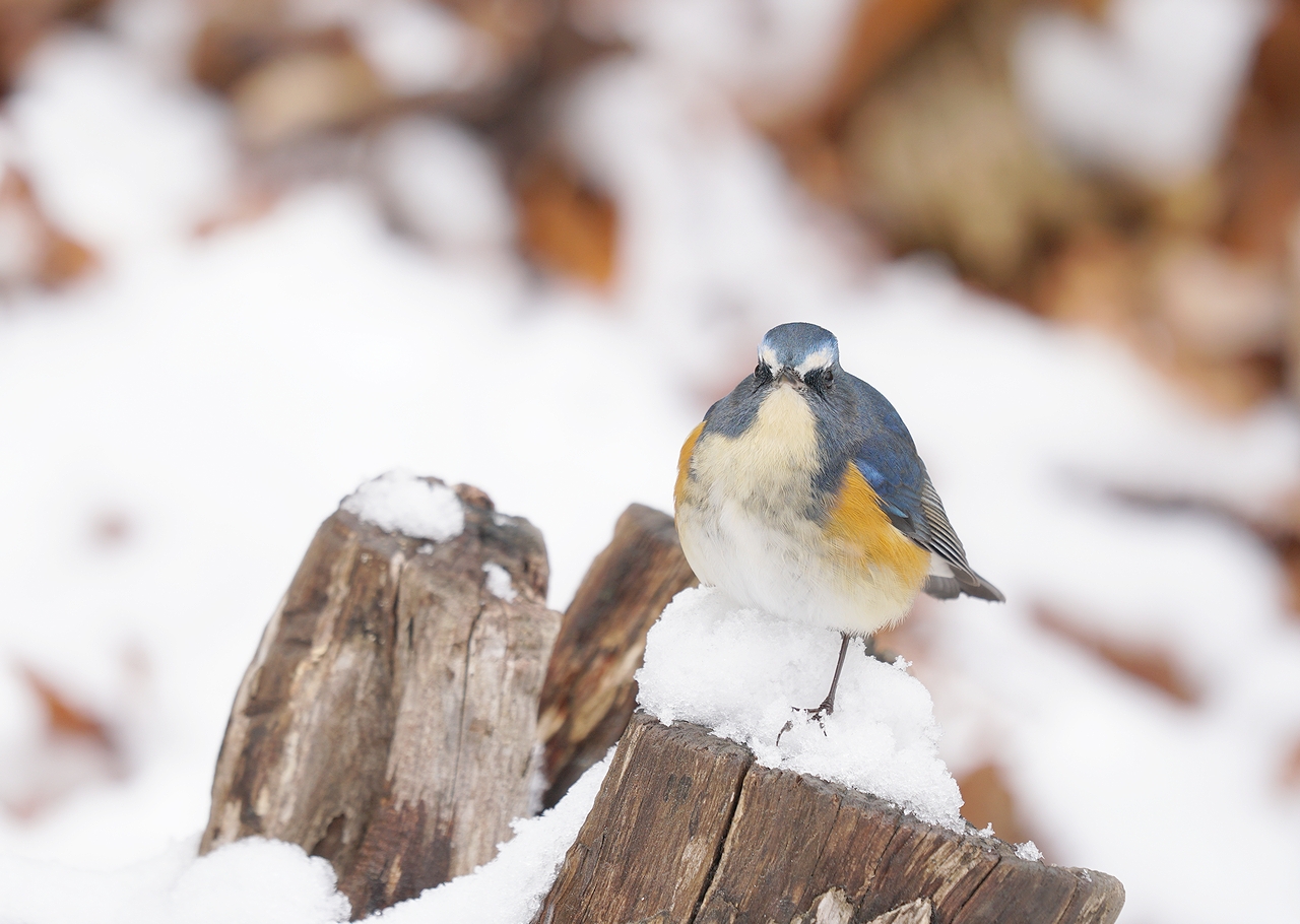 奈良で野鳥探し お山 ～ ルリビタキ ～ : birdpapaの鳥遊録Ⅱ