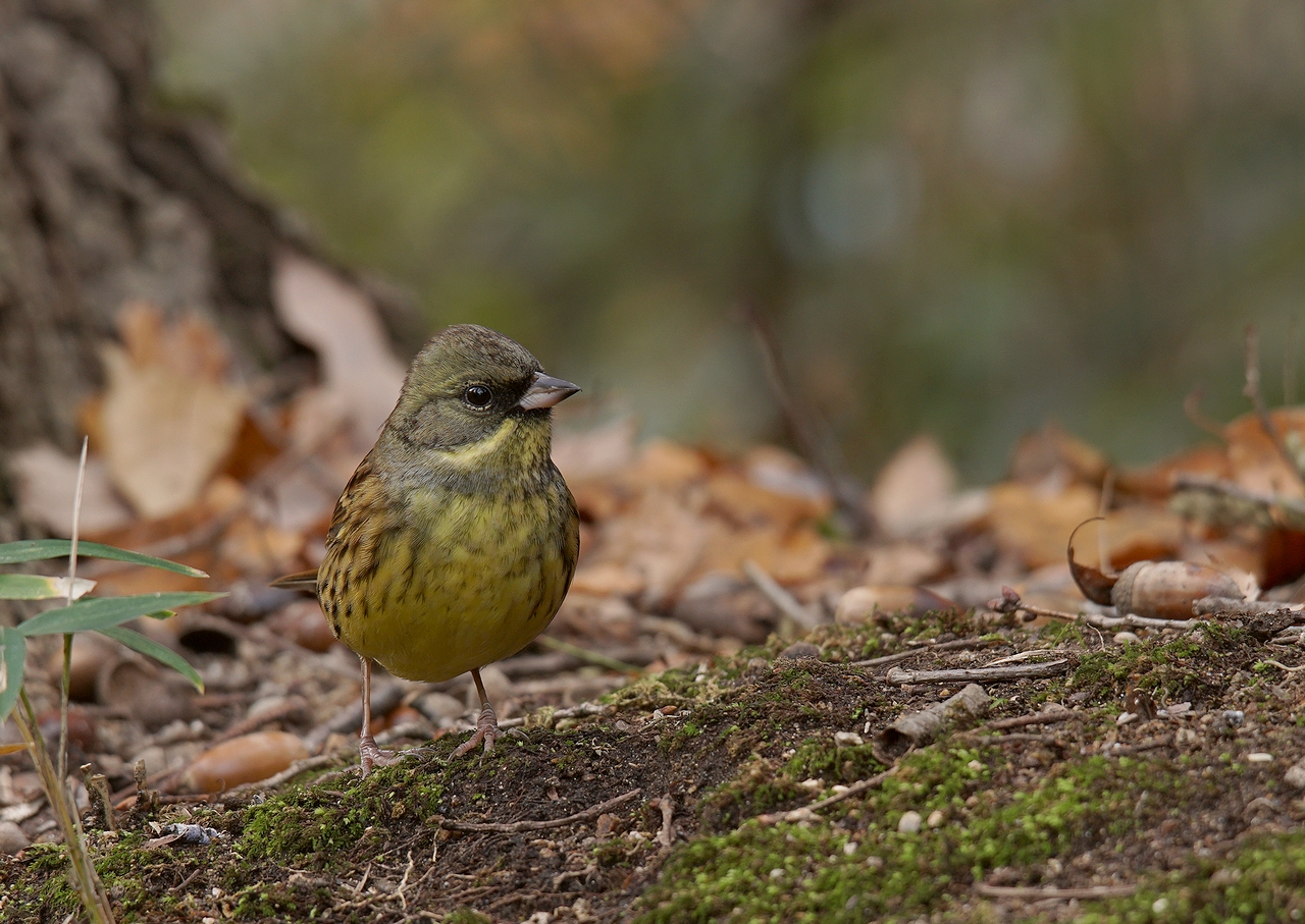 奈良で野鳥探し お山 アオジ シロハラ Birdpapaの鳥遊録