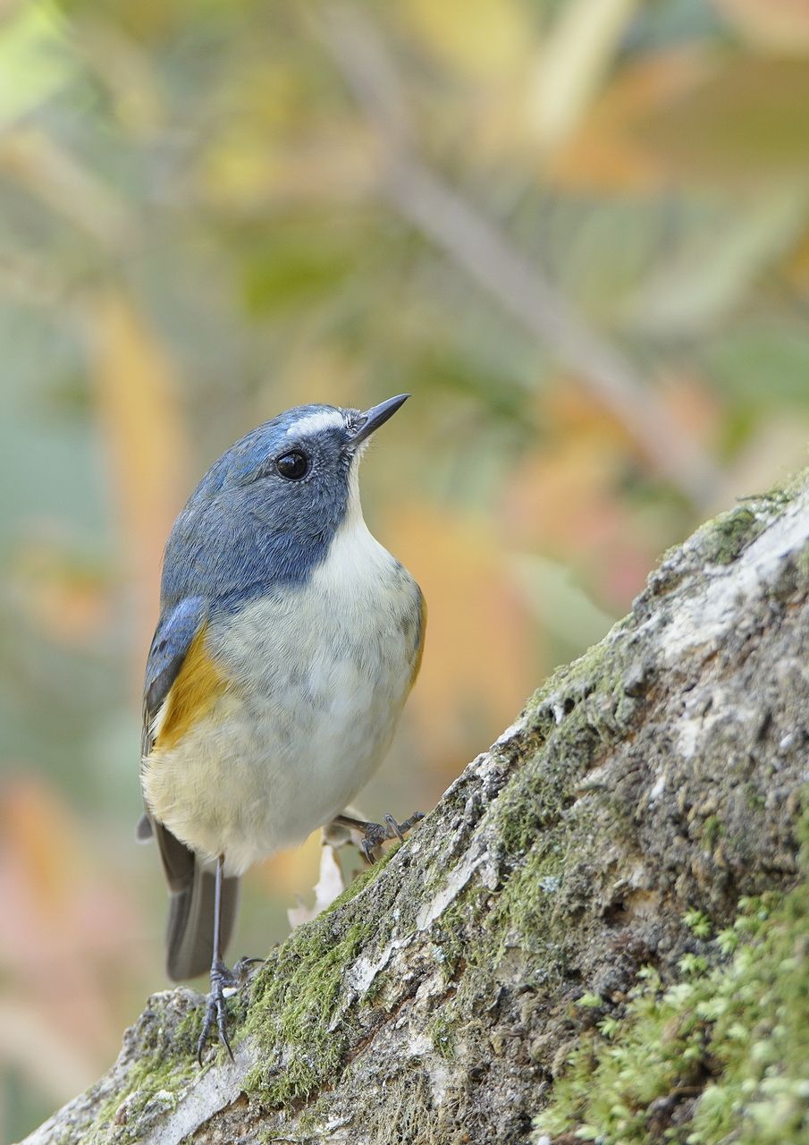 奈良で野鳥探し お山 ～ ルリビタキ ～ : birdpapaの鳥遊録Ⅱ