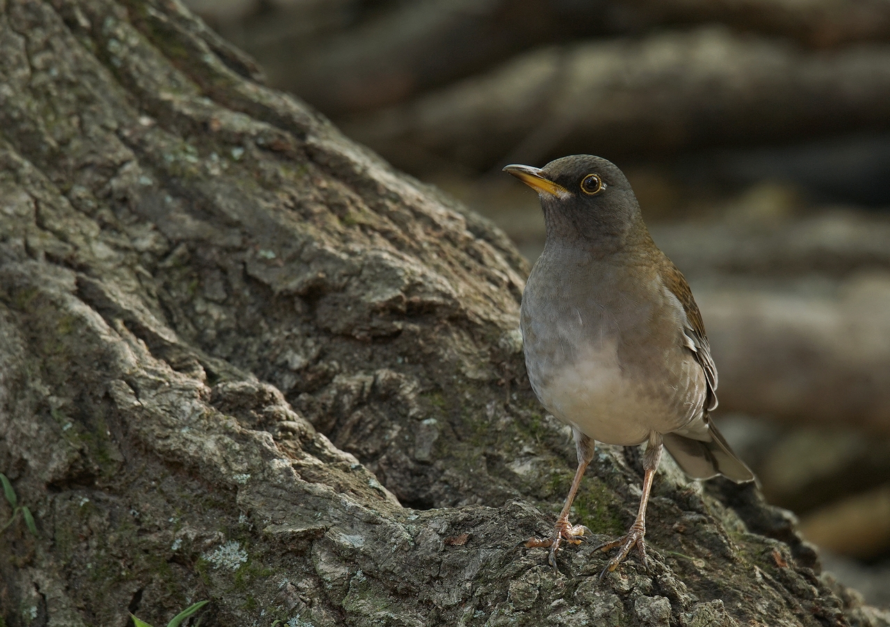 奈良で野鳥探し お山・公園 ~ クロジ・シロハラ・ジョウビタキ ~ : birdpapaの鳥遊録Ⅱ