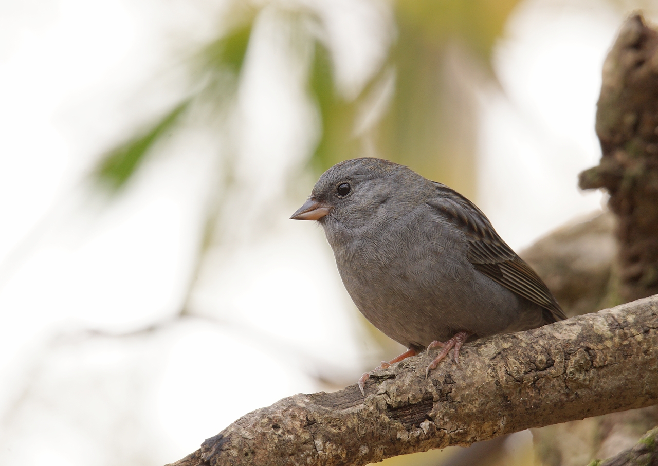奈良で野鳥探し お山 クロジ Birdpapaの鳥遊録