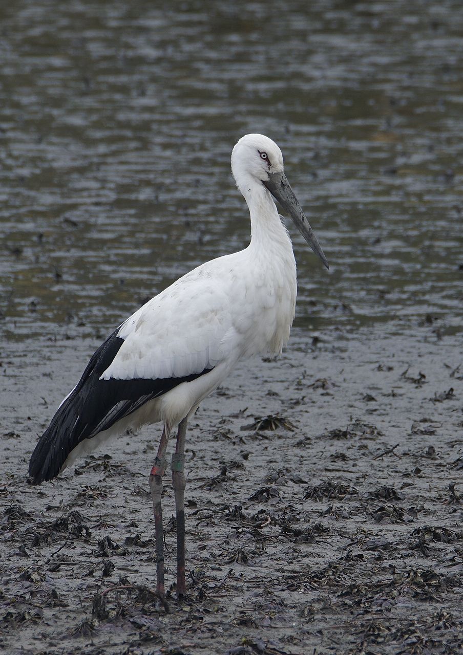 京都で野鳥探し お池 田園 コウノトリ タゲリ Birdpapaの鳥遊録