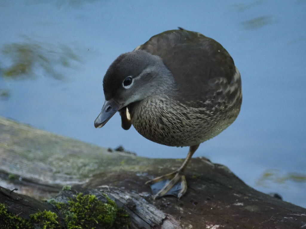 MAMIYA-SEKOR REFLEX.C f8 500mm❤️又々値下げです❤️ 500mm Mamiya f/8 Camera Lenses for sale | eBay