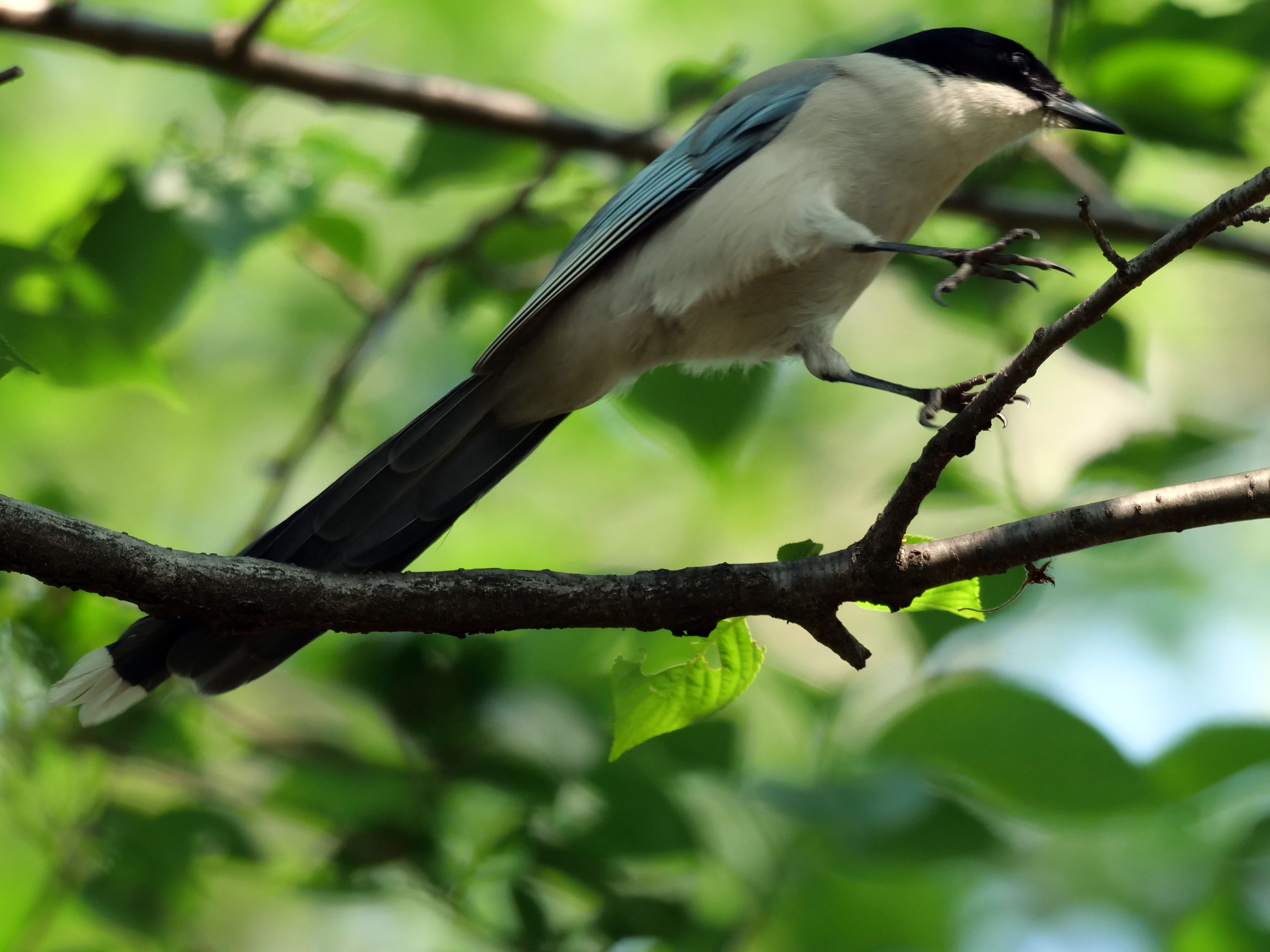 オナガ かっこいい Penpenさんちの鳥撮りblog