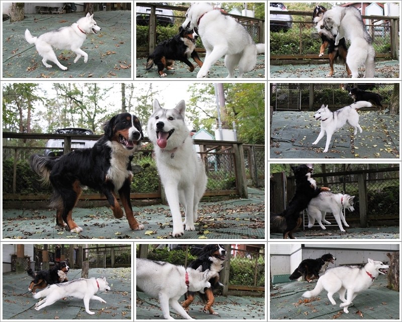 看板犬君と