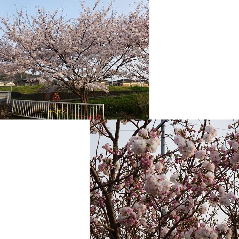 ソメイヨシノと八重桜