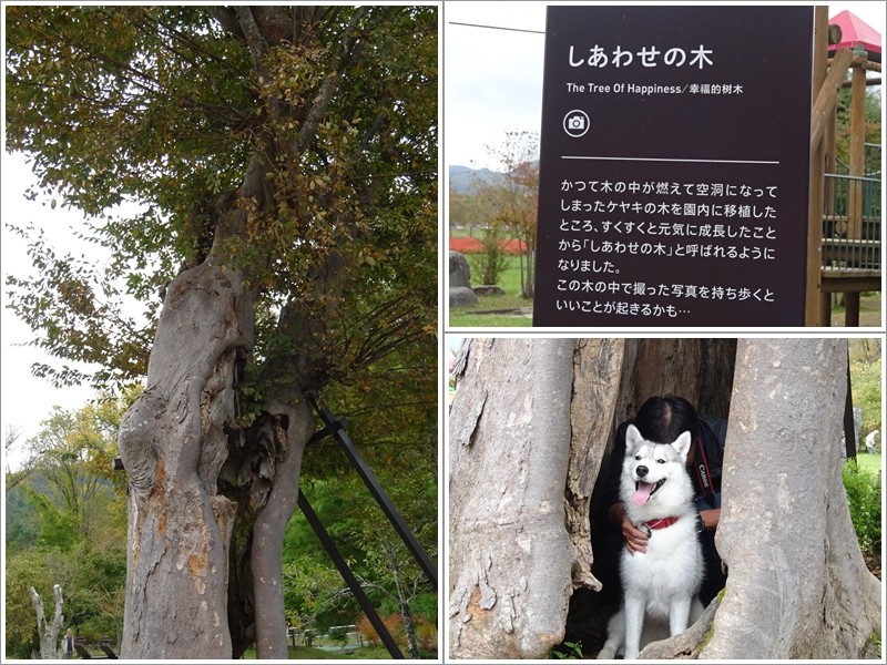 しあわせの木