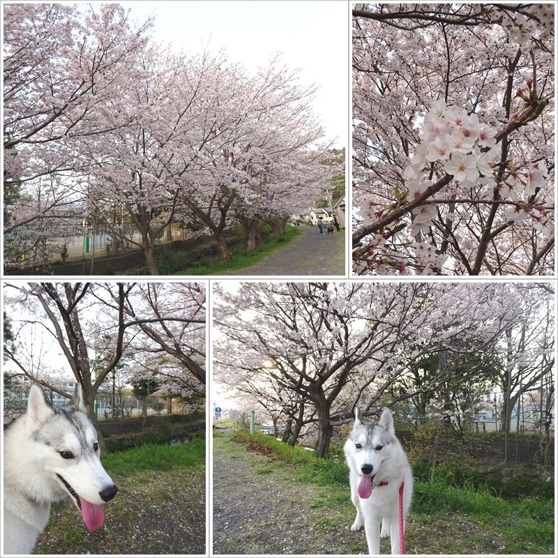 桜の散歩道