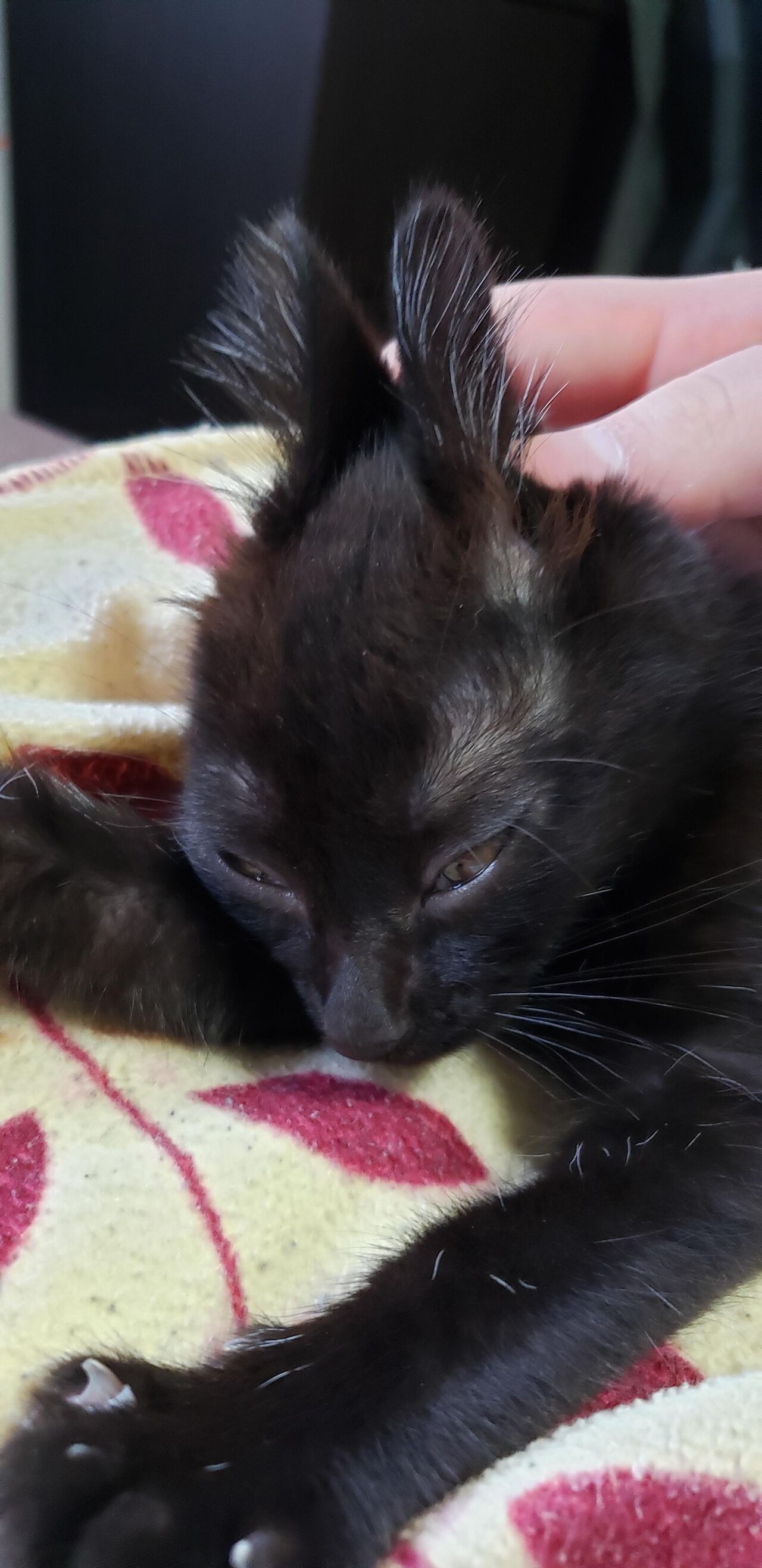 子猫を見に来てちょうだい 黒猫よ おもろいまとめ 子猫を見に来てちょうだい 黒猫よ おもろいまとめ