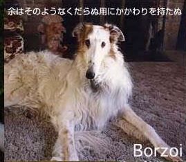 borzoi