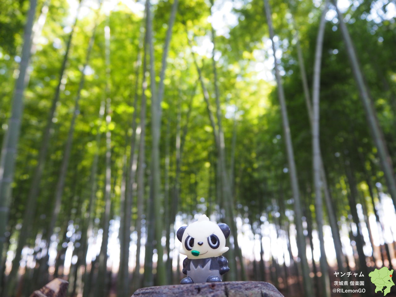 テッカグヤ 報国寺 リアルポケモンgo
