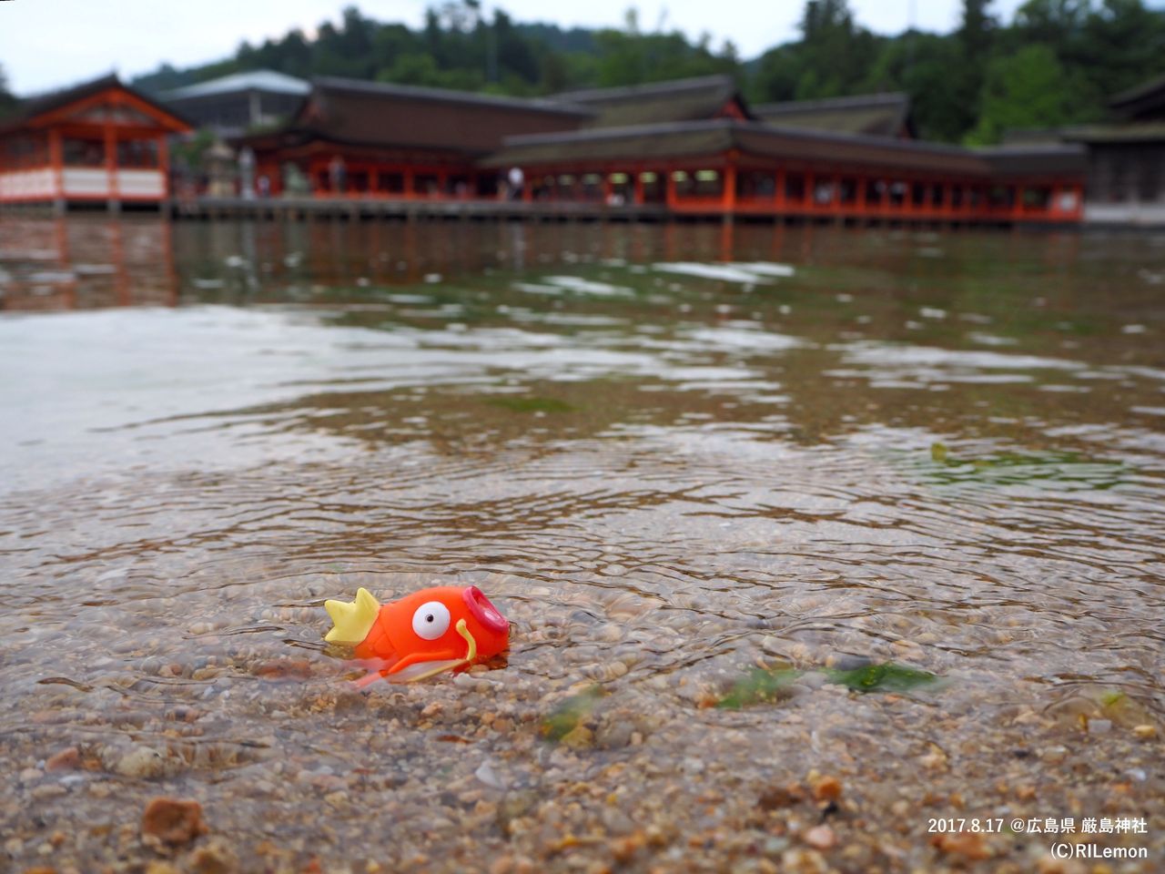 コイキング 厳島神社 リアルポケモンgo コイキング 厳島神社 リアルポケモンgo