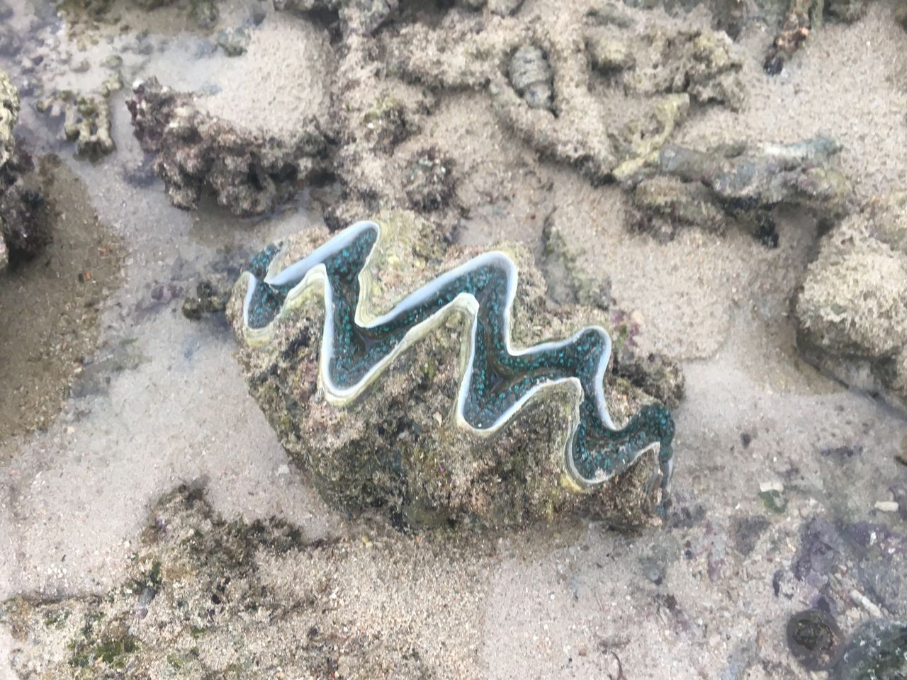 ケイコウオ フランクランド諸島 リアルポケモンgo