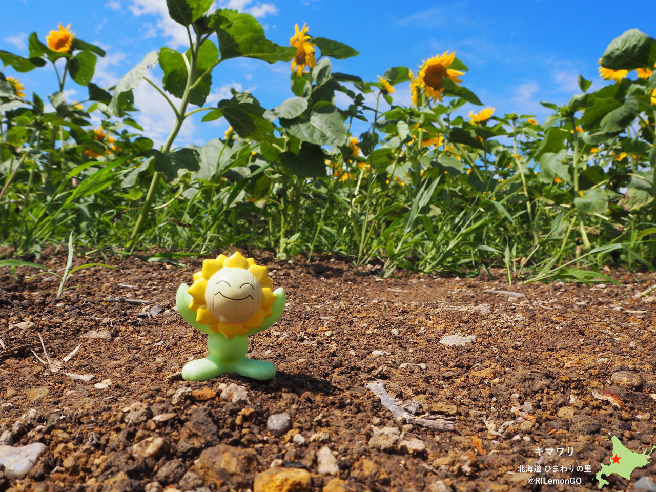 ヒマナッツ ひまわりの里 リアルポケモンgo ヒマナッツ ひまわりの里 リアルポケモンgo