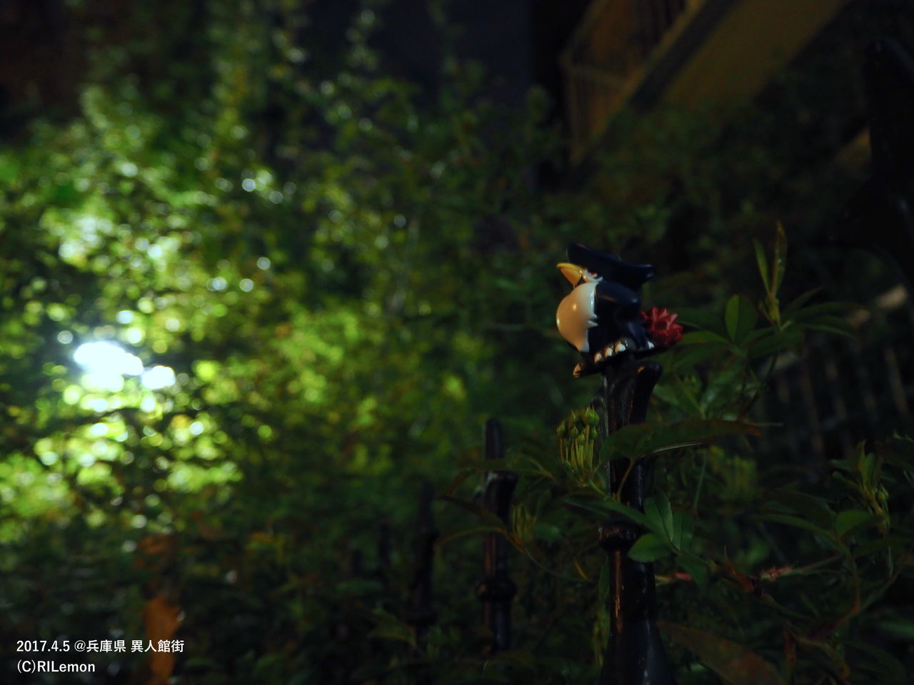ドンカラス 北野異人館街 リアルポケモンgo