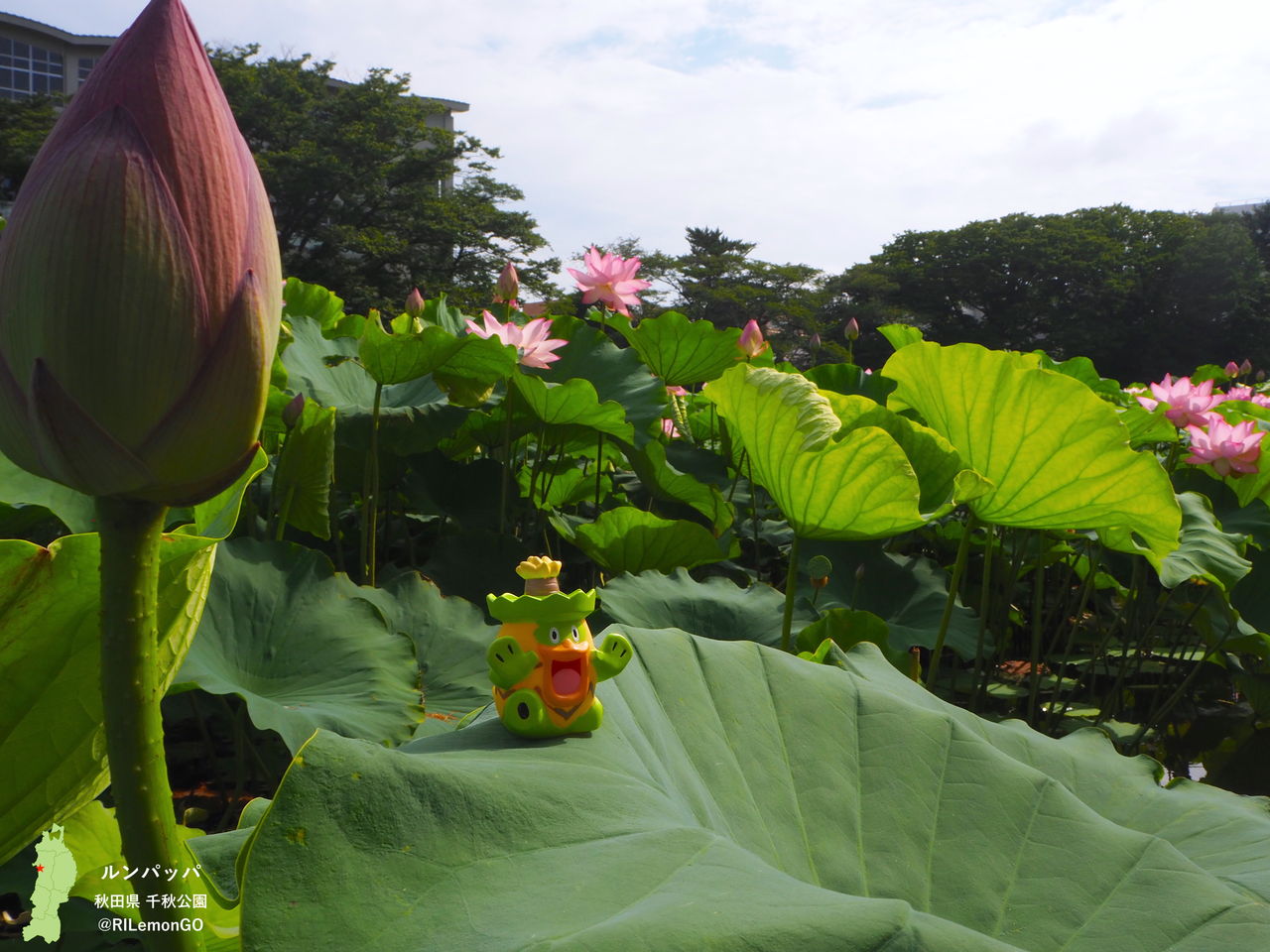 ルンパッパ 千秋公園 番外編 リアルポケモンgo