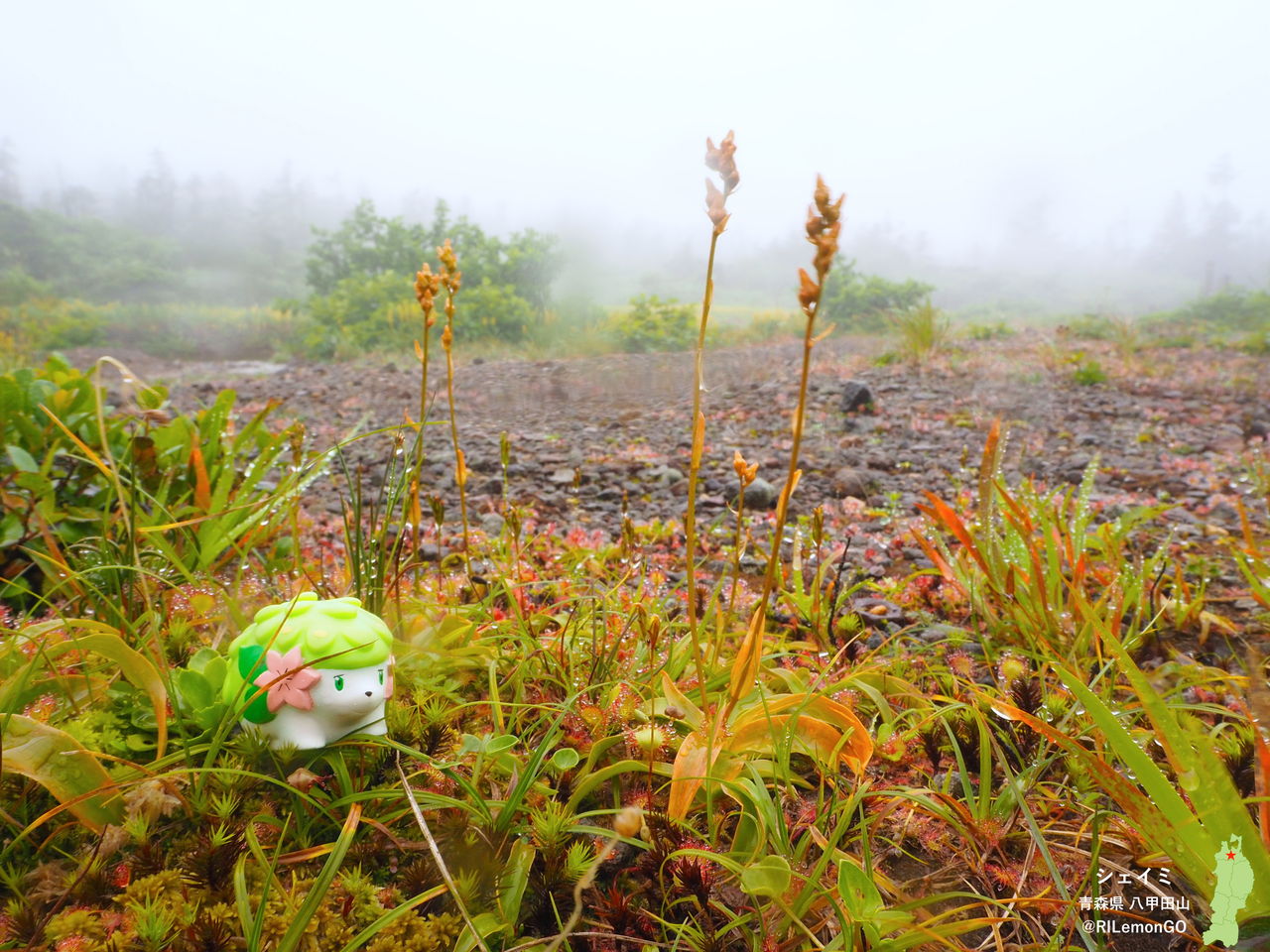 シェイミ 八甲田山 リアルポケモンgo