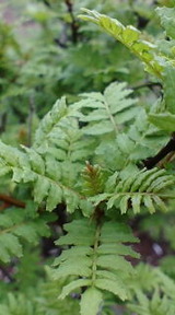 6047e018.jpg