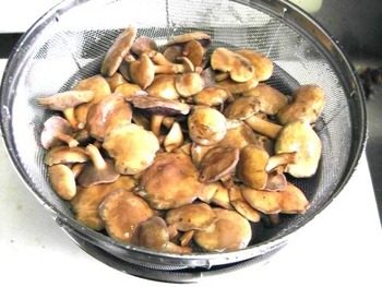 notoamitake1