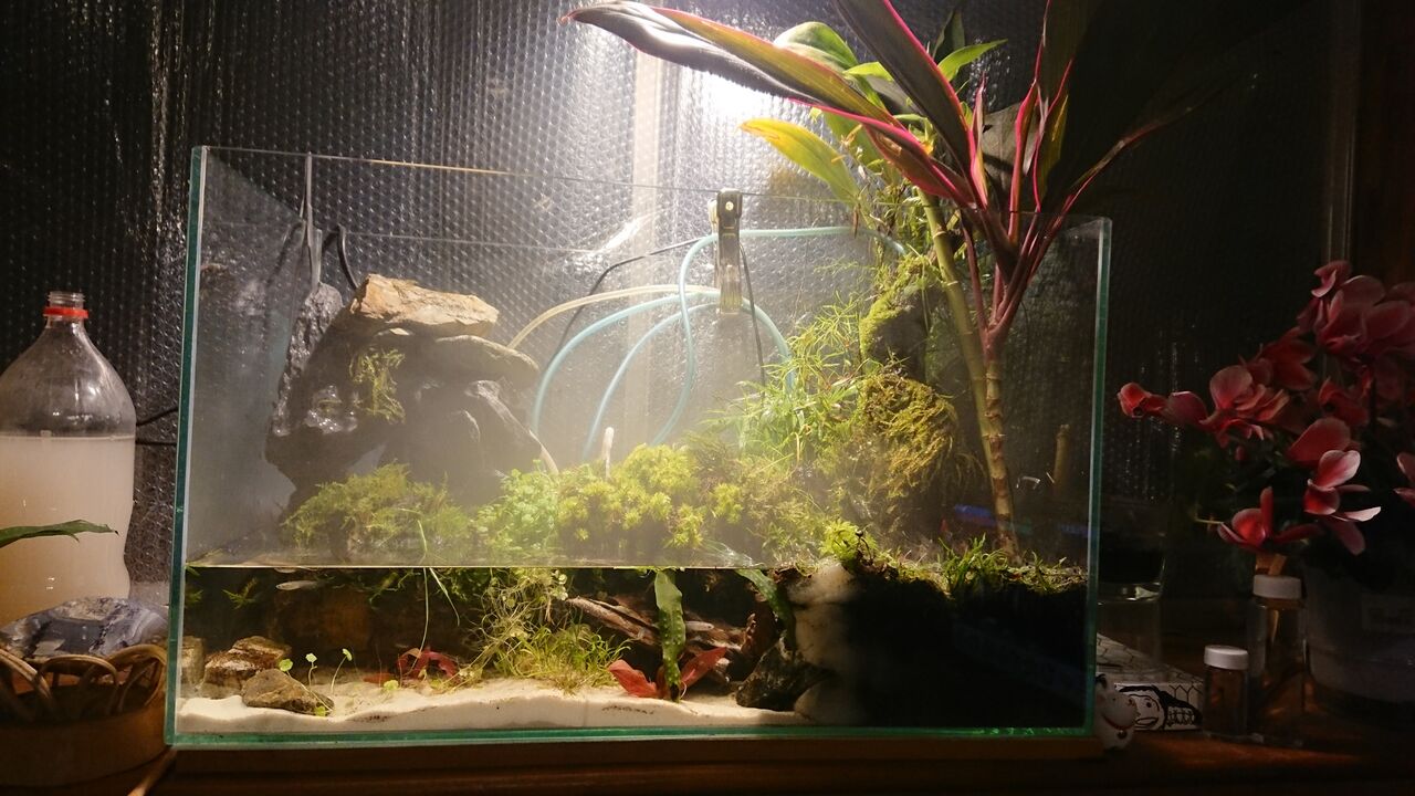 アクアテラリウム フルモデルチェンジ ｌｉｍｉｔｅｄ