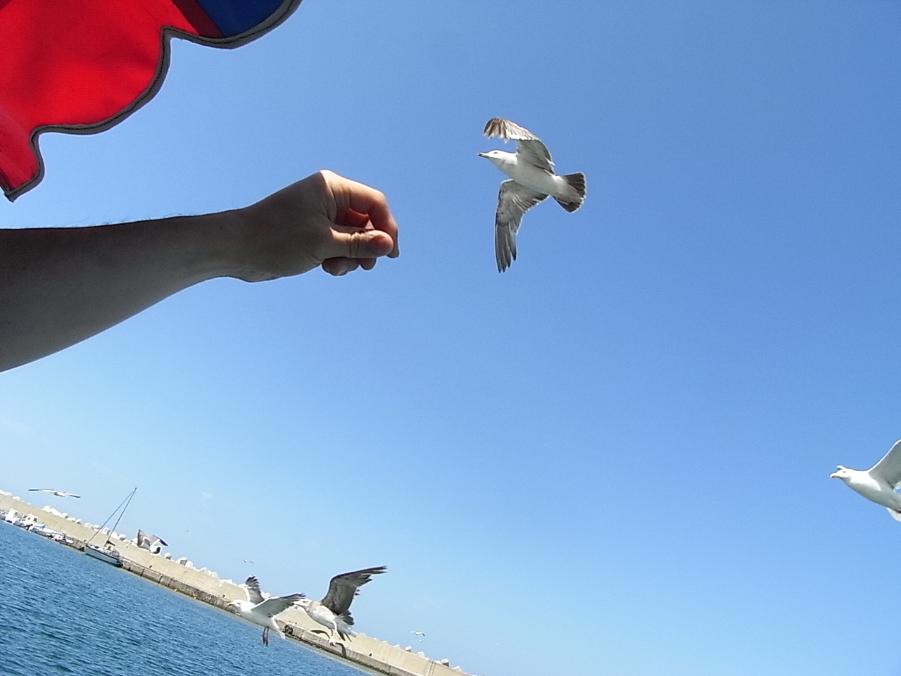 積丹デートで 海 ウニ カモメ 水中展望船 海鮮中華 宮の森れんげ堂とバンビのグルメ日誌