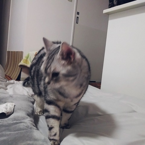 line_20823700573253