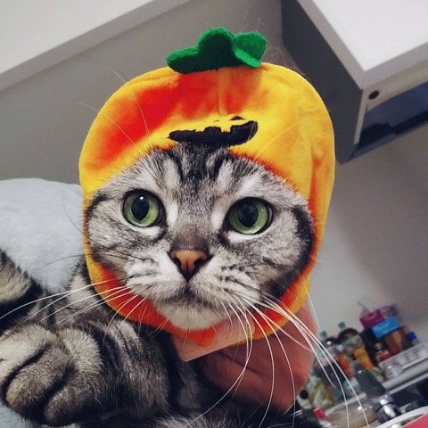 jpg
