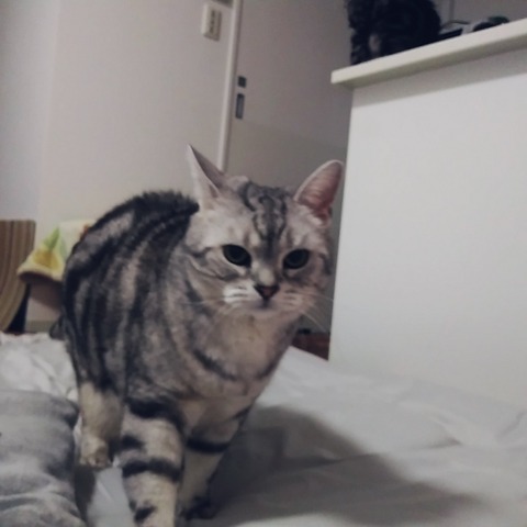 line_20820638475858