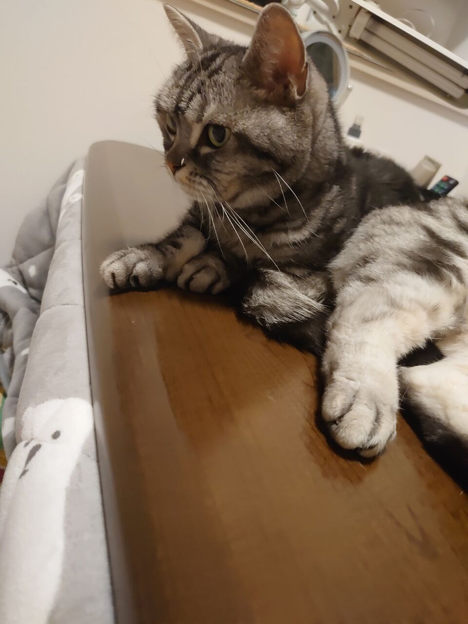 デブ猫 にゃんこ先生 デブ猫 にゃんこ先生