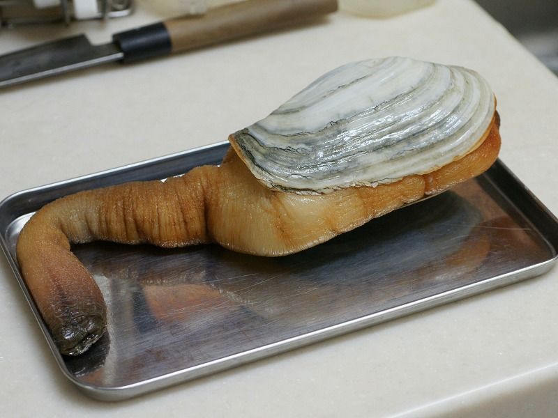白ミルガイ Biwako No Hotoriのblog 白ミルガイ Biwako No Hotoriのblog